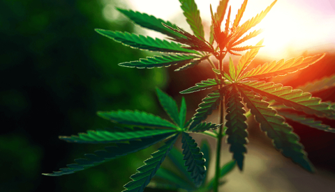 Cannabis medicinal: del tabú al hospital