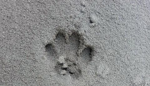 Cumbre Vieja: El apego de los animales a su territorio, a prueba de volcán