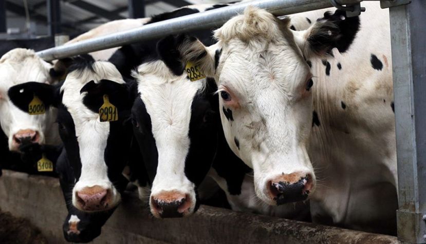 ¿Reducir el consumo de carne y lácteos disminuye las emisiones de metano?