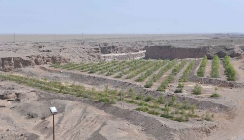 En la imagen, jóvenes árboles plantados para impedir las tormentas de arena y reversar la desertificación en el área de conservación Xihu del desierto Gobi cerca a Dunhuang, al noroeste de China. EFE/Archivo