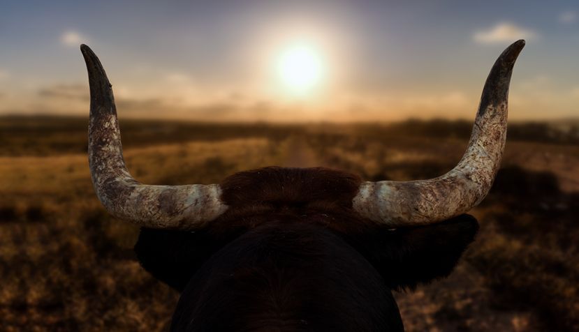 Los toros y una lectora de Cáceres