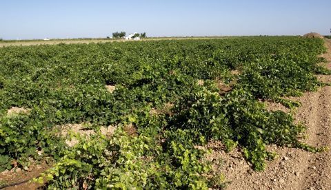 Vista de un viñedo en Castilla La Mancha. EFE/Elisa Laderas