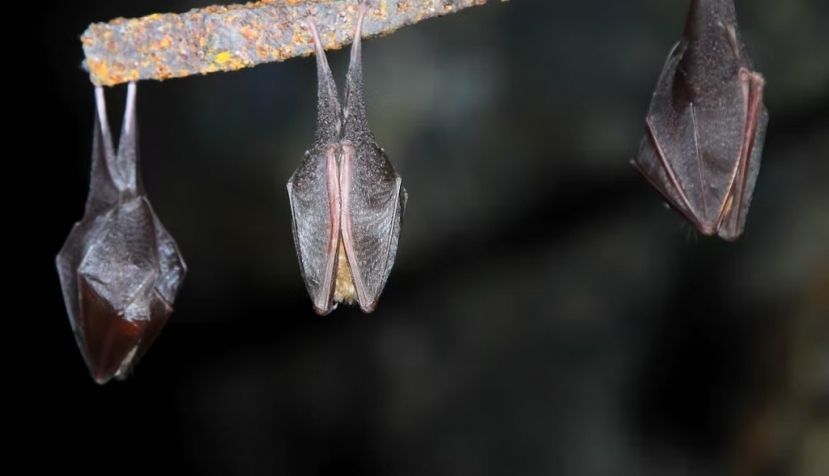 Virólogos rusos han encontrado nuevos sarbecovirus en murciélagos de herradura menor. Shutterstock / Gergo Nagy