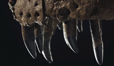 Un estudio revela que el dinosaurio ornitópodo pudo ser tan listo como el carnívoro