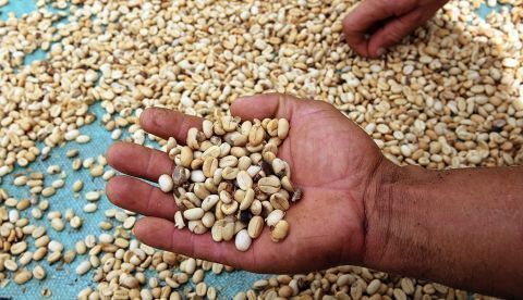 La comunidad científica sabe que el cambio climático causará cambios en los cultivos y en las especies polinizadoras, lo que tendrá consecuencias en la disponibilidad de alimentos y en la economía de los pequeños productores. EFE/Archivo