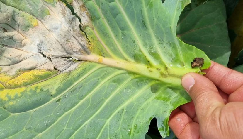 Sclerotinia sclerotiorum, un hongo que causa un gran número de enfermedades en los cultivos, fue el elegido para demostrar en un experimento el poder protector de otro hongo, Trichoderma hamatum. Rupinder singh 0071/Shutterstock