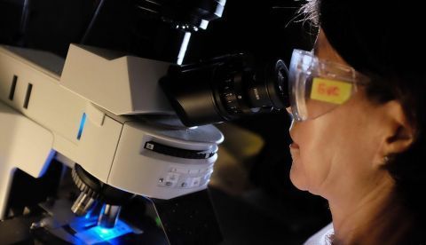 Una microbióloga revisa varias muestras de células en un microscopio. EFE/Archivo