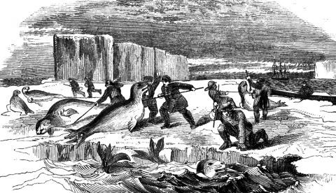 Dibujo de caza de focas en el hielo del libro A voyage of discovery and research in the southern and Antarctic regions, during the years 1839-43, de James Clark Ross. Wikimedia Commons