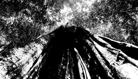 Una crítica a la política forestal del despotismo ilustrado. Segunda Parte