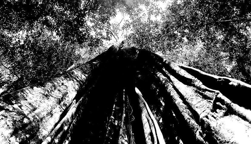 Una crítica a la política forestal del despotismo ilustrado. Segunda Parte