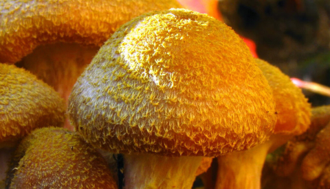 Armillaria gallica es uno de los hongos capaces de producir luz de forma autónoma. Dan Molter / Wikimedia Commons., CC BY-SA