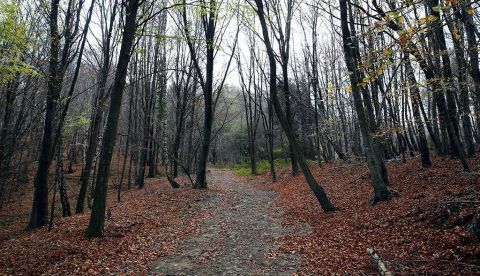 Gallart (hidrólogo): “Menos densidad de bosques para aprovechar mejor el agua”