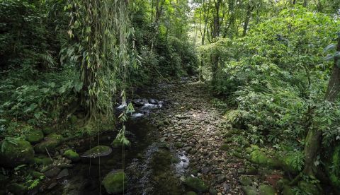 Vista de un bosque tropical. EFE/Jeffrey Arguedas/Archivo