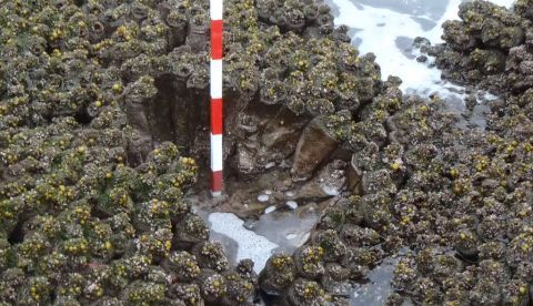 Densas agregaciones de Pyura praeputilalis en la Bahía de Antofagasta, Chile. La barra coloreada en secciones blancas y rojas (10 centímetros cada) fue posicionada como escala. Marc Rius