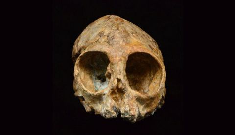 Un nuevo primate arroja luz sobre el antepasado común de simios y humanos