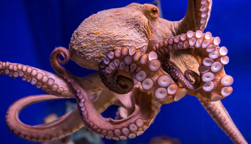 Pulpo común (Octopus vulgaris) Fotokon/Shutterstock