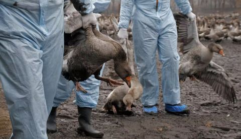 Veterinarios desinfectando una granja avícola. Shutterstock / Irina Gor