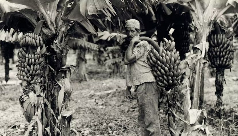 U.S. banana growers heavily influenced several Central American governments in the early 20th century. George Rinhart/Getty Images