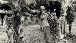 U.S. banana growers heavily influenced several Central American governments in the early 20th century. George Rinhart/Getty Images