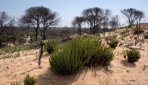 Varias decenas de personas han plantado 500 árboles y arbustos autóctonos en parte de la zona afectada por el incendio que en 2017 afectó a unas 8.500 hectáreas, la mayor parte en el Parque Natural de Doñana. EFE/Julián Pérez.