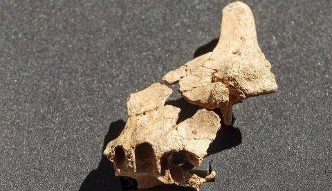 Atapuerca pone cara al primer europeo:¿cómo éramos hace 1,4 millones de años?
