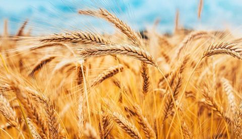 La economía agraria en la Europa preindustrial