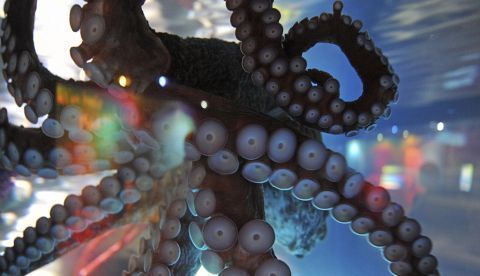 Un pulpo nadando dentro de un acuario. EFE/Archivo