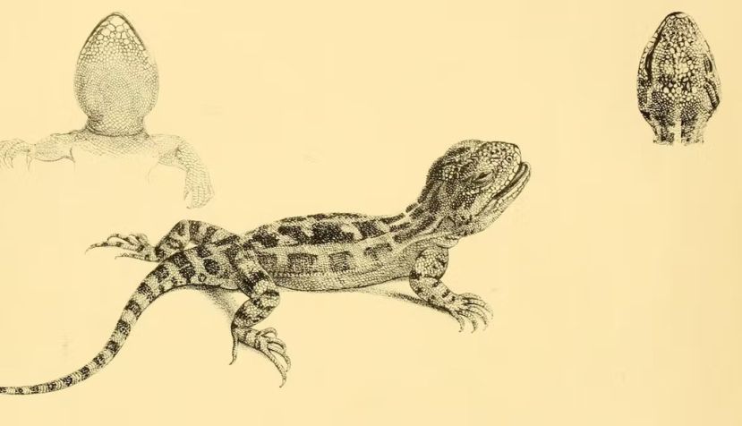Imagen de uno de los reptiles analizados en el viaje del Beagle del libro ‘The zoology of the voyage of H.M.S.’. Beagle. Biodiversity Heritage Library
