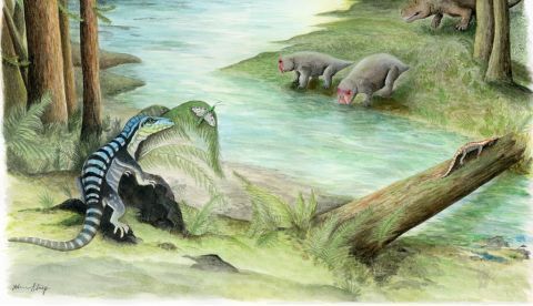 Fotografía cedida por el Museo Field de Chicago donde se aprecia el dibujo "El sol de medianoche sobre la Antártida del temprano triásico" en el que aparecen tres habitantes de los arcosaurios en el denso bosque de coníferas Voltzia buscando alimento frente al recién hallado lagarto, bautizado como "Antarctanax shackletoni" (la primera palabra significa "rey antártico" y la segunda hace referencia al explorador Ernest Shackleton). EFE/Field Museum