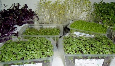 Brotes de brócoli desarrollados para la investigación. Efeagro/CEBAS-CSIC