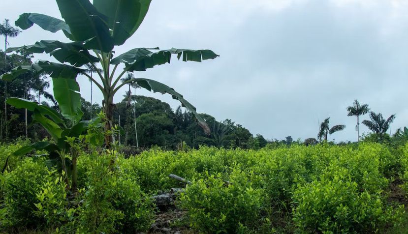 Colombia 2023, plantación ilegal de coca. ferneymoralesv/Shutterstock