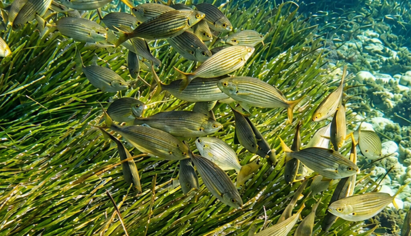 Banco de salpas o salemas (Sarpa salpa), uno de los principales peces herbívoros de las praderas de Posidonia oceanica.