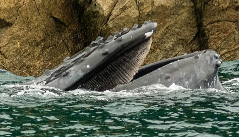 El rorcual común puede emitir vocalizaciones que viajan más de 1.000 kilómetros en el océano. Diego Delso. , CC BY-SA