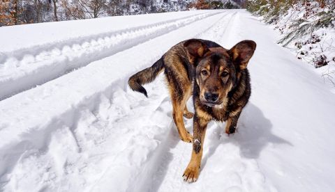 Al comparar las firmas genómicas de 71 genomas mitocondriales y siete genómicos nucleares de canes de América del Norte y Siberia, los investigadores de la Universidad Queen Mary en Londres y de la Universidad de Illinois (EE.UU.) determinaron que los primeros perros llegaron de esa zona rusa. EFE/Archivo