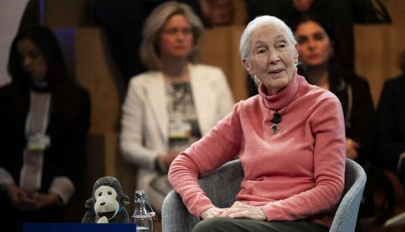 Jane Goodall, primatóloga: “Los ecosistemas colapsarán como un tapiz que se queda sin hilos”