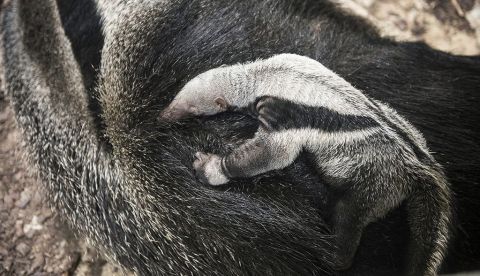 La diferenciación de las especies fue comprobada mediante análisis minuciosos de 33 muestras genéticas realizados por los investigadores de la ONG Projeto Tamandua (oso hormiguero en portugués). EFE/Archivo