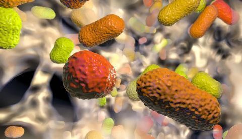 Un estudio revela gran resistencia de la Helicobacter pylory a los antibióticos