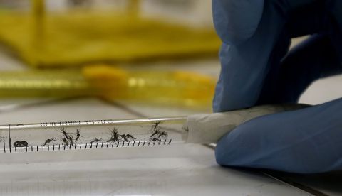 Una muestra de mosquitos en el Laboratorio de Biomedicina de la Universidad Federal de Río de Janeiro. EFE/Archivo