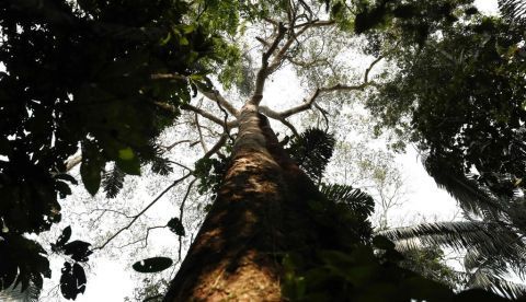 La deforestación arrasa al año una superficie superior al tamaño de Portugal
