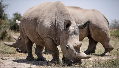 A fin de salvar de la extinción al rinoceronte blanco del norte, especie de la que solo quedan dos hembras en Kenia -Najin y Fatu- un grupo de científicos ha extraído por primera vez sus óvulos para que sean fecundados "in vitro". EFE/EPA/DAI KUROKAWA
