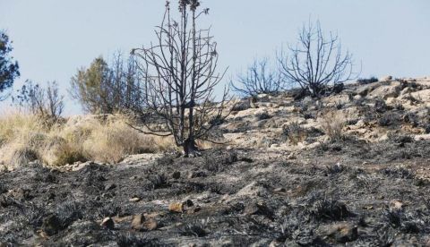 ¿Cómo se recupera un terreno tras la extinción de un incendio forestal?