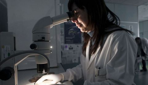 Una científica observa al microscopio unas muestras de cultivos. EFE/Archivo
