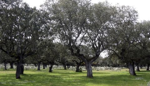 Vista de un bosque de encinas. EFE/Carlos García García