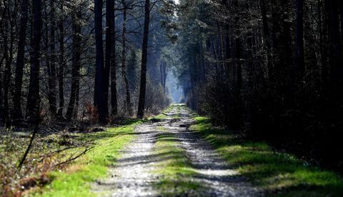 Un bosque cerrado por la pandemia de coronavirus en Polonia. EFE/EPA/Darek Delmanowicz/ Archivo