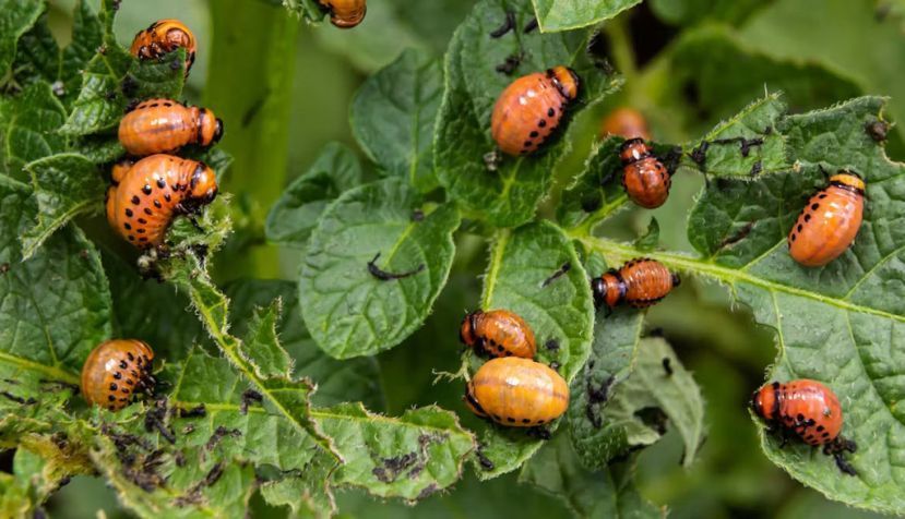 El escarabajo de la patata, una plaga en Europa, viajó como polizón hasta Burdeos (Francia) durante la Primera Guerra Mundial. Olko1975 / Shutterstock
