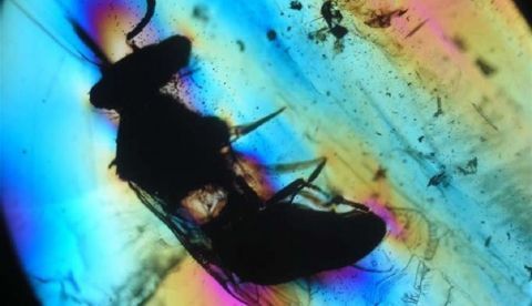 "Avispa de la especie Prosphex anthophilos en vista ventral con una nube alrededor de granos de polen de una angiosperma primitiva (longitud corporal poco más de 4mm). Imagen facilitada por el Instituto Geológico y Minero de España. EFE/Instituto Geológico y Minero de España