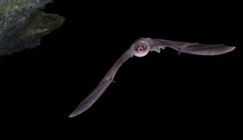 Un ejemplar de Miniopterus scheibersii, murciélago de cueva. Wikimedia Commons / C. Robiller/naturlichter.de, CC BY-SA