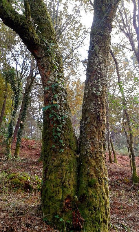 Fotografía facilitada por el representante y presidente de la comunidad en Santiago de Covelo, Alexandre Cendón, de un carballo (roble), árbol autóctono de Galicia, en la localidad de Santiago de Covelo que, junto a Froxán, ha sido distinguida con el registro ICCA -territorios y áreas conservadas por comunidades locales- del Programa de las Naciones Unidas para el Medioambiente. EFE