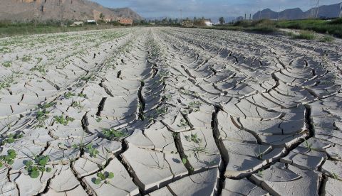 Vista general de campos de la huerta de Orihuela afectados por la falta de precipitaciones cuando el déficit de agua. EFE/MORELL/Archivo 	   