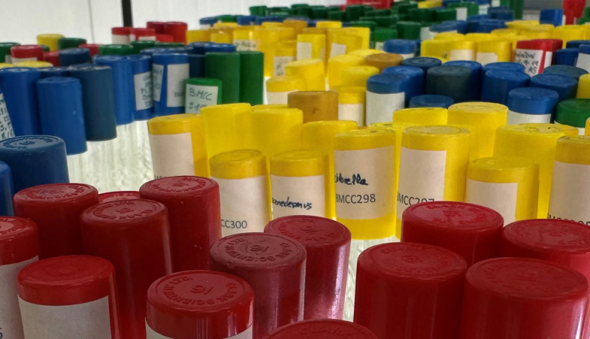 Cepas de la Colección Vasca de Cultivos de Microalgas (BMCC). Universidad del País Vasco/Euskal Herriko Unibertsitatea